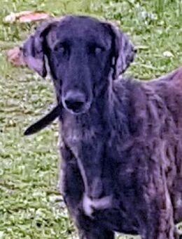 COBY - 6 Wochen auf der Flucht...... - Kempen