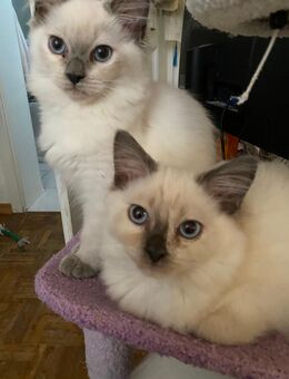 Reinrassige Ragdoll Kitten abzugeben! - Erftstadt