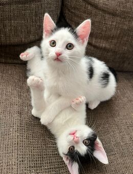 🐈‍⬛🐈EKH Mix Kitten 🐈🐈‍⬛ - Ratekau