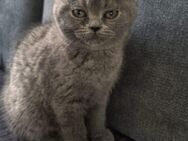 BKH Katzen - Krefeld