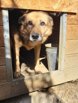 Afrodite sucht ihren Ruheplatz - Schlitz