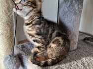 2 Bengal Kater/Kitten - München