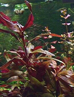 Rosablättriges Papageienblatt, Wasserpflanze, Versand/ Abholung - Mechernich