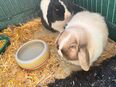Kaninchen in 9450