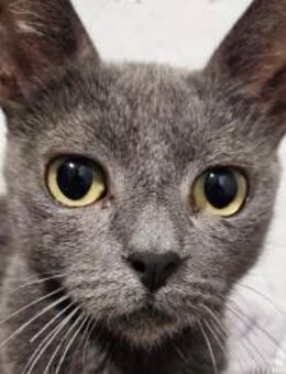 Kiana sucht liebevolles Zuhause - München