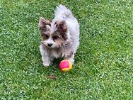 Yorkshire Terrier, Biewer und Merle suchen Sonnenplatz ! - Wurzbach