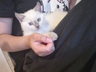 3 Reinrassige BKH Kitten suchen noch ein liebevolles Zuhause ♥️ - Stuhr