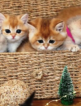 Bkh Kitten Britisch Kurzhaar golden, golden blue Katze Kater mit Stammbaum - Petersberg (Hessen)
