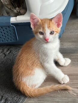 Kitten abzugeben 🐈🐈‍⬛ - Hamburg