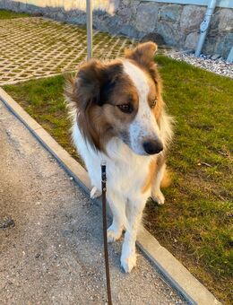 Kubert sucht neues Zuhause! - Wolgast