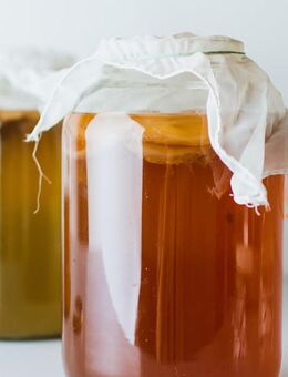 Kombucha / Jun SCOBY Hybrid Starterkultur Mother Culture - Hamburg