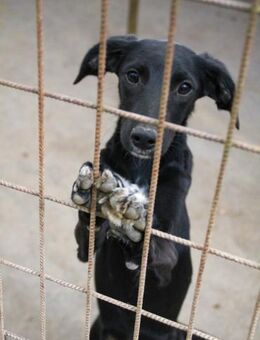 Isidora möchte dein Herz + Sofa erobern - Schwabach