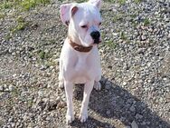 Boxer Hündin - Wiesbaden
