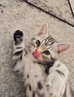 Bkh Black Silber tabby Spotted - Hürth