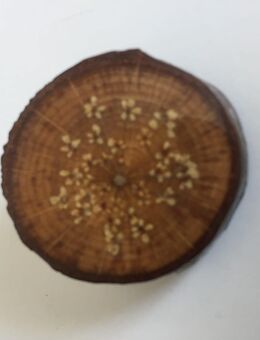 Außergewöhnliche Accessoires - Stilvolle Broschen aus Holz - Bremen