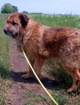 Alf, sucht einen Gnadenplatz - Bonndorf (Schwarzwald)