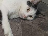 🐱 Traumkater Erick 🐱 - Eislingen (Fils)