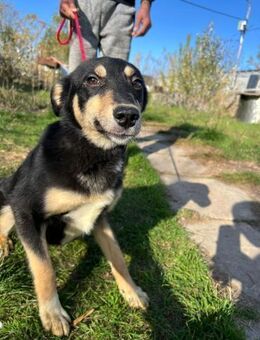 Laika - wunderschöne Hündin - Siggelkow