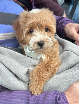 Maltipoo Welpen Pudel & Malteser - Gedern