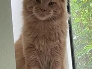 Wunderschöner Maine coon Kater 1 Jahr alt - Wuppertal