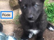 schwarze Wolfshunde (AWH/TWH/SWH) - Schlieben