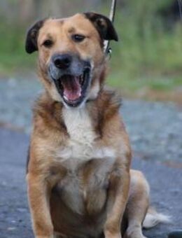 Sanjay - sehr verspielt u. kinderlieb - Lohra
