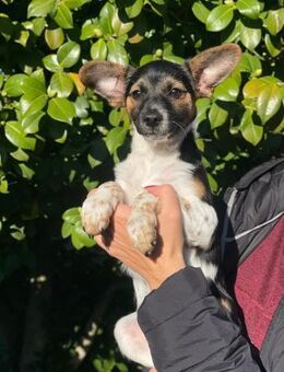 Sheldon 💙💙💙 wartet auf liebes Zuhause - Herxheim (Landau)