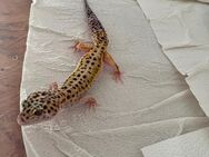 Leopardgecko W&Y het. raptor Weibchen - Gladenbach