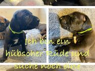 Welpen Labrador / Rhodesien Ridgeback - Heuchelheim (Frankenthal)