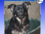 💚 BUDDY 2 💚 - VERLIEBST DU DICH IN MIC - Alfeld (Leine)
