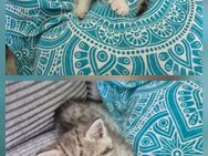 Hübsche BKH KITTEN - Mering