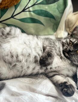 Prinzessin mit Jahresimpfung sucht noch Zuhause - Hartha