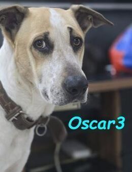 Oscar3 ruhig lieb zu allen 12/20 DE - Ruppertsecken