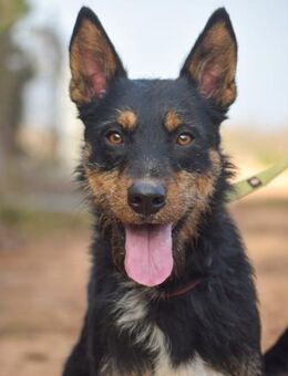 Blake wäre so gerne Teil einer Familie - Laatzen