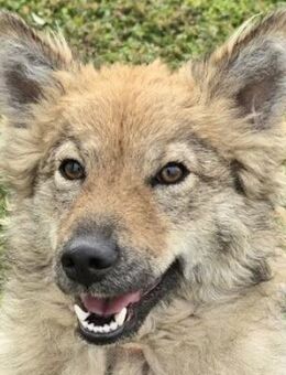 Milly - sucht ihr Für-immer-Zuhause - Süderbrarup