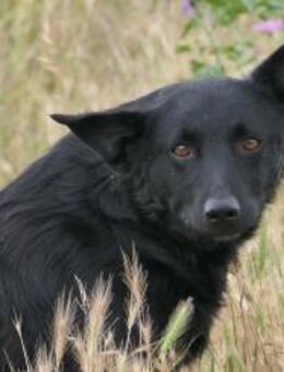 schüchterne UWINE sucht ihre Chance - Kallmünz