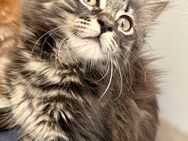 Maine Coon Kitten - reinrassig (w) - Halle (Saale)