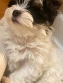 Welpe biewer in 51491