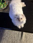 Eine fröhliche und verspielte Katze. in 78224