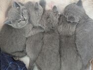BKH Kitten reinrassig grau/blau Babykatzen Katzen Katzenbabys - Durach