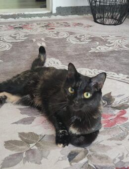 Eine Katzenfamilie sucht ein neues zu Hause - Bremen