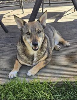 Lulu ❤️sucht ihre Menschen - Kalkar