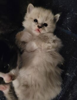 Zuckersüße Maine Coon Waldkatzen kuschel Kitten - Bremerhaven