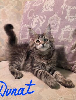 Maine Coon Kitten Junge ab sofort zur Abgabe bereit - Wetterzeube