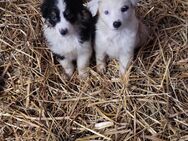 Australian Shepherd - Wollbrandshausen