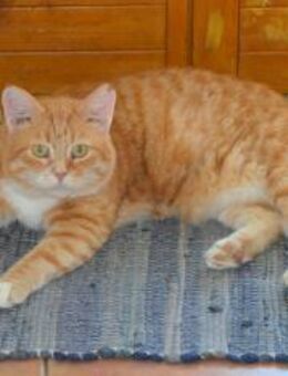 Roter Kater sucht liebe Menschen - Friedberg