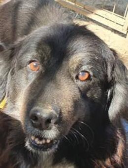 SVENJA-ruhige Hündin, 54cm,längeres Fell - Rösrath