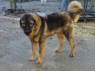 Robby - Ein drollig tapsiger Pfotenstar - Rostock