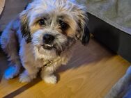 Shih tzu welpe - Nalbach