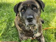 🩷 Jessica 🩷 sucht DRINGEND ein Zuhause - Ovelgönne